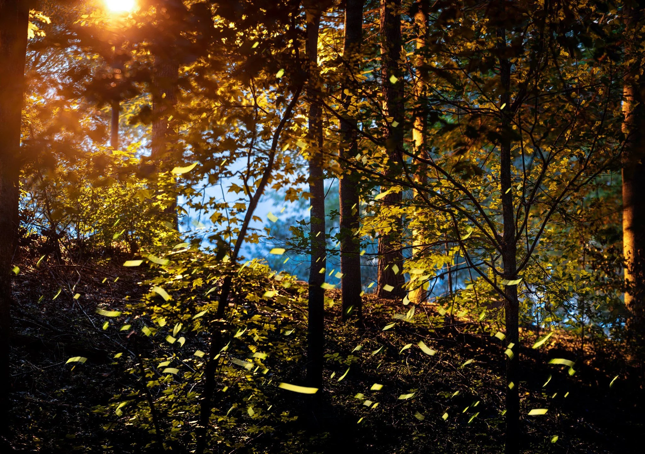 All the fireflies on at Lullwater Creek between 8:49 and 9:46 pm on July 15 (2020)
